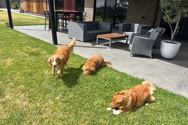 House sit in Victor Harbor, SA, Australia