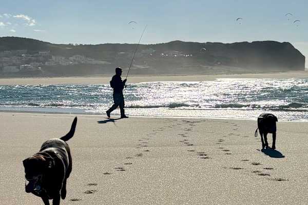 House sit in Caldas da Rainha, Portugal