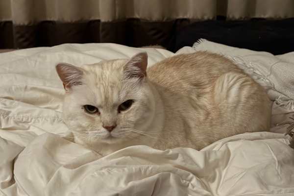 House sit in City of London, United Kingdom
