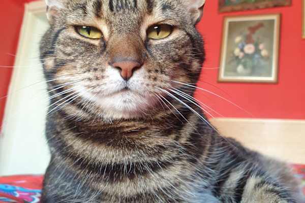 House sit in Bristol, United Kingdom