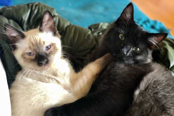 House sit in Oakland, CA, US