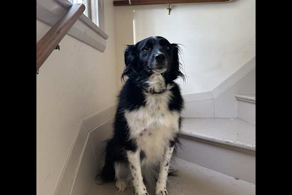 House sit in Rochester, NY, US