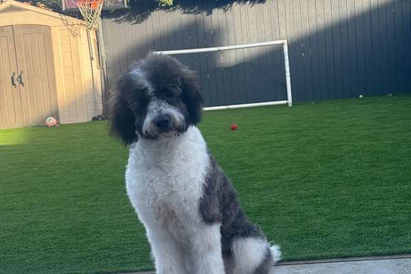 House sit in Edgware, United Kingdom
