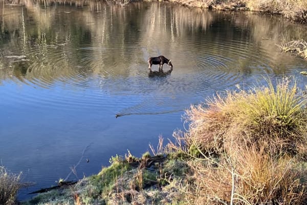 House sit in Salt Lake City, UT, US