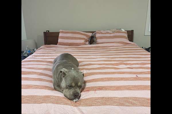 House sit in Gold Coast, QLD, Australia