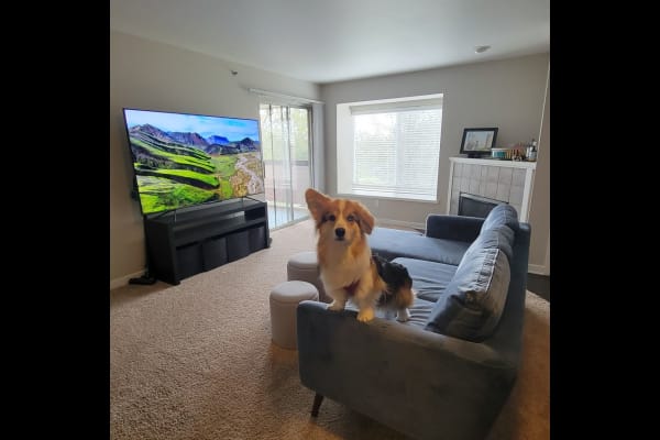 House sit in Fort Collins, CO, US