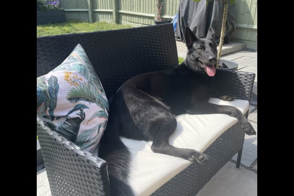 House sit in Abbots Langley, United Kingdom