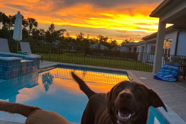 House sit in Naples, FL, US