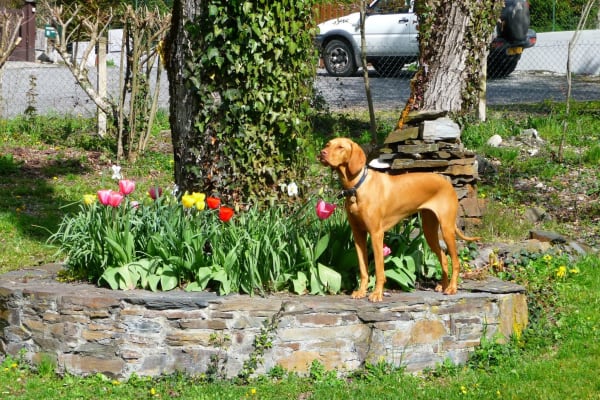 House sit in Bagnères-de-Luchon, France