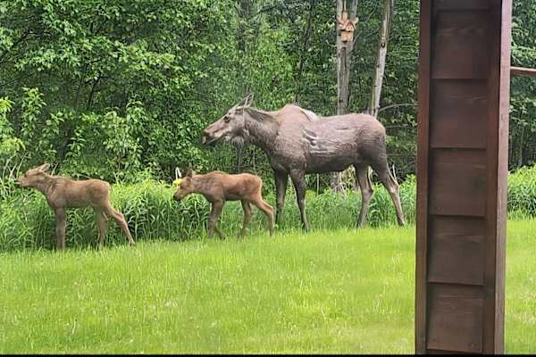 House sit in Palmer, AK, US