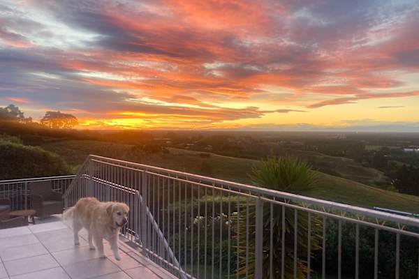 House sit in Christchurch, New Zealand