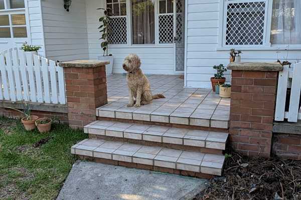 House sit in Newcastle, NSW, Australia