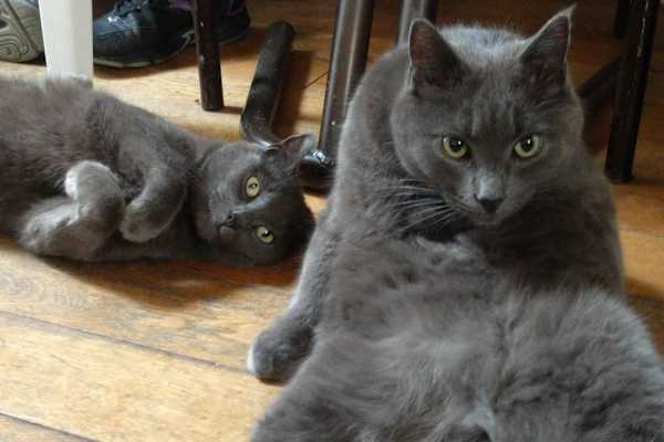 House sit in Dublin, Ireland