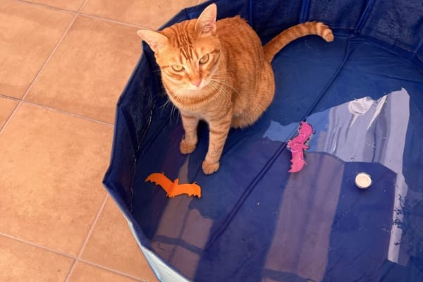 House sit in Oliva, Spain