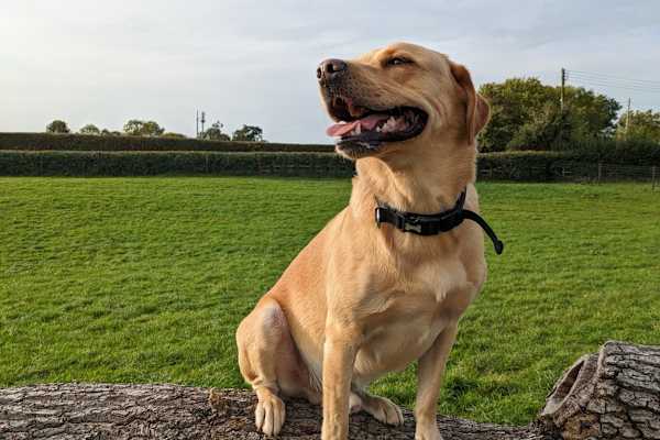 House sit in Saint-Bonnet-de-Bellac, France