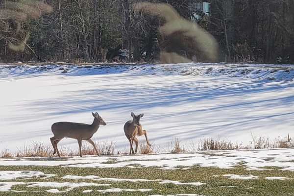 House sit in Rehoboth Beach, DE, US