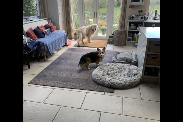 House sit in Malmesbury, United Kingdom