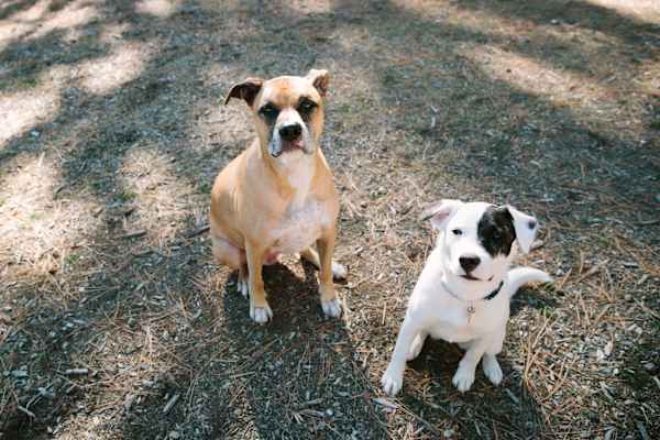House sit in Alamo, CA, US