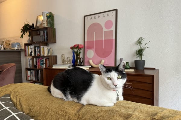 House sit in Genève, Switzerland