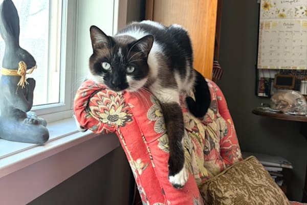 House sit in Lake Geneva, WI, US