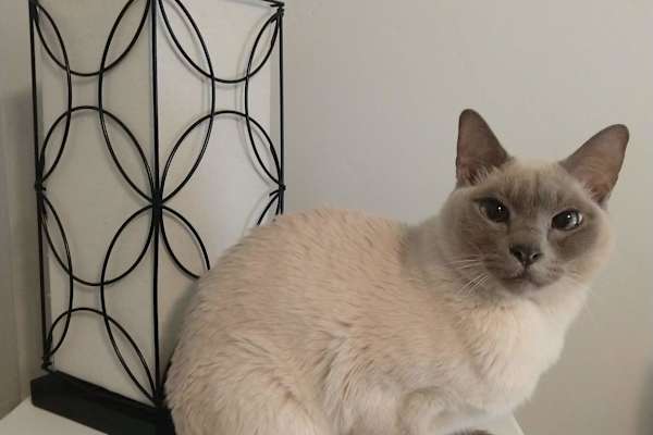 House sit in Boise, ID, US