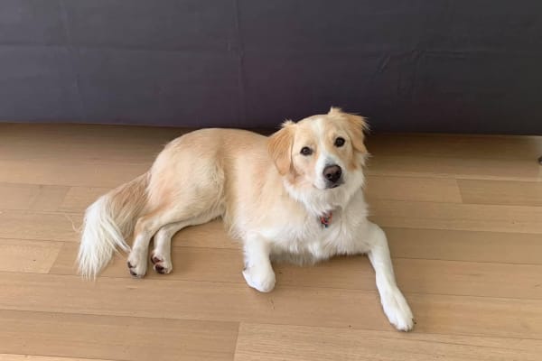 House sit in Claremont, WA, Australia