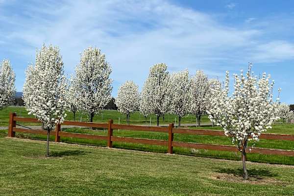 House sit in Culcairn, NSW, Australia
