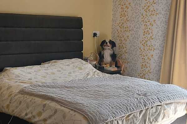 House sit in Bethersden, United Kingdom