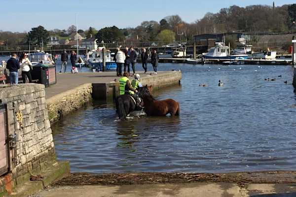 House sit in Lymington, United Kingdom
