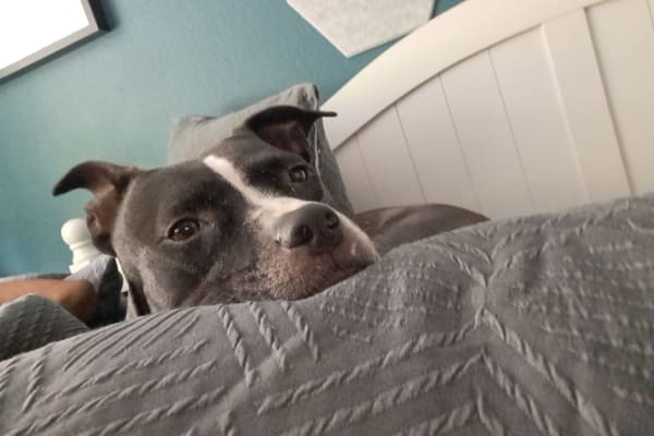 House sit in Renton, WA, US