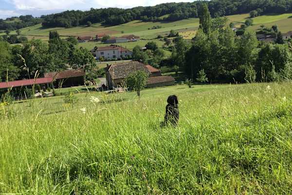 House sit in Tarbes, France