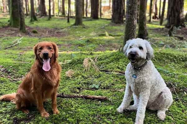 House sit in Brackendale, BC, Canada