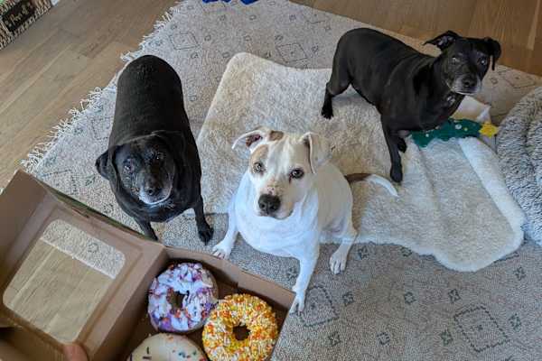 House sit in Hurst, TX, US