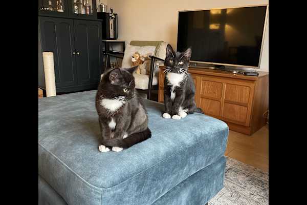 House sit in Exeter, United Kingdom