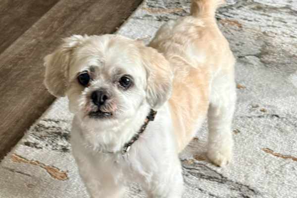 House sit in Howell, MI, US