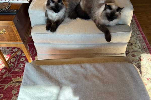 House sit in Cleveland Heights, OH, US