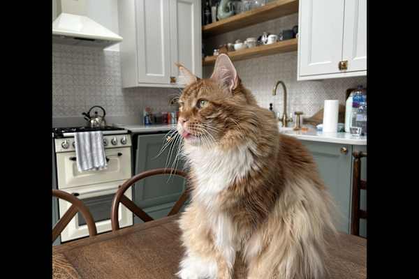 House sit in London, United Kingdom
