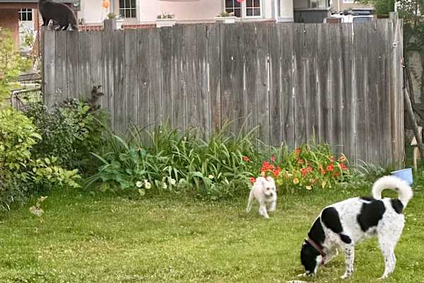 House sit in Jasper, AB, Canada