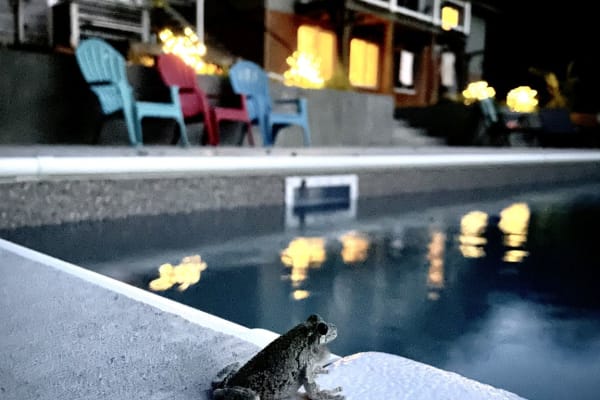 House sit in Charlottesville, VA, US