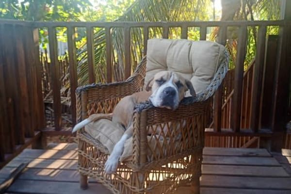 House sit in Hopkins, Belize