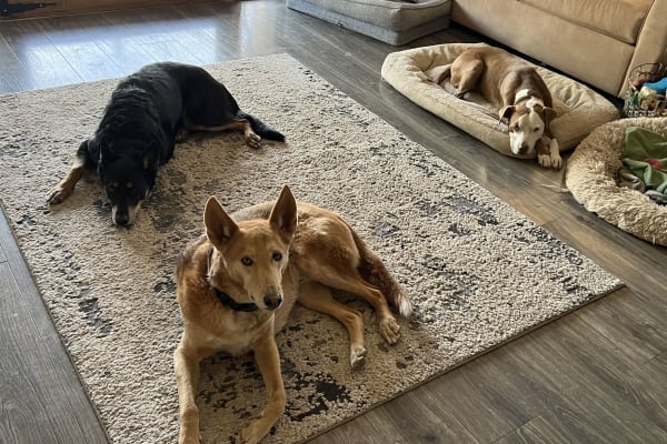 House sit in Cave Creek, AZ, US