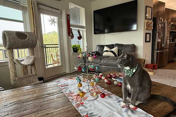 House sit in Atlanta, GA, US