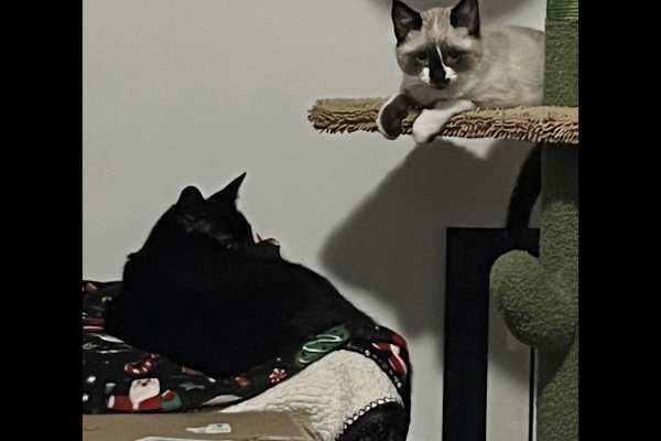 House sit in Nanoose Bay, BC, Canada