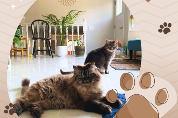 House sit in Strathroy, ON, Canada