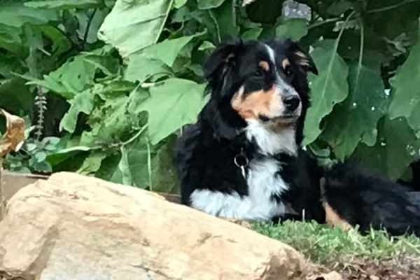 House sit in Weaverville, NC, US