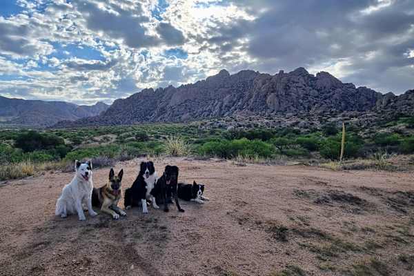 House sit in Benson, AZ, US