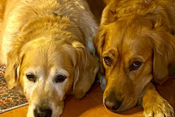 House sit in Shepherdstown, West Virginia, US