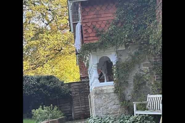 House sit in Haslemere, United Kingdom