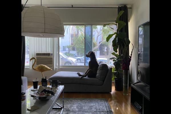 House sit in West Hollywood, CA, US