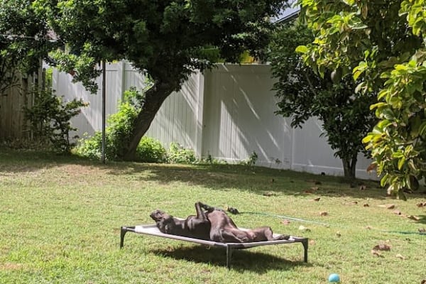 House sit in Kailua, HI, US